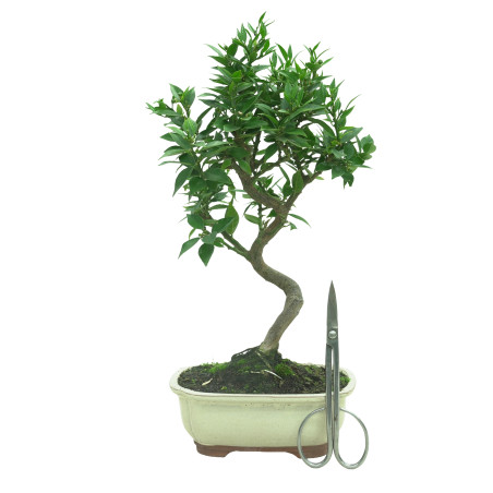 CITRUS MYRTIFOLIA 16575