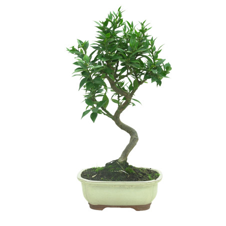 CITRUS MYRTIFOLIA 16575