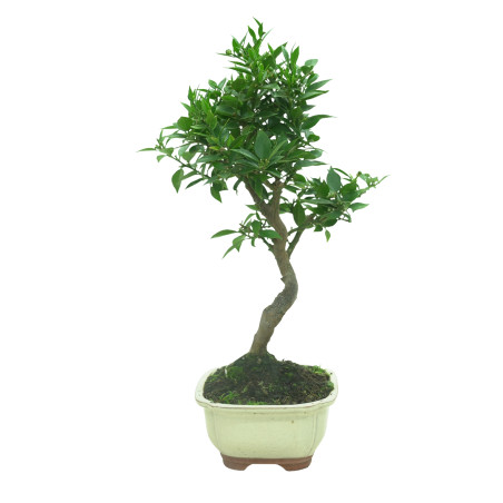 CITRUS MYRTIFOLIA 16575