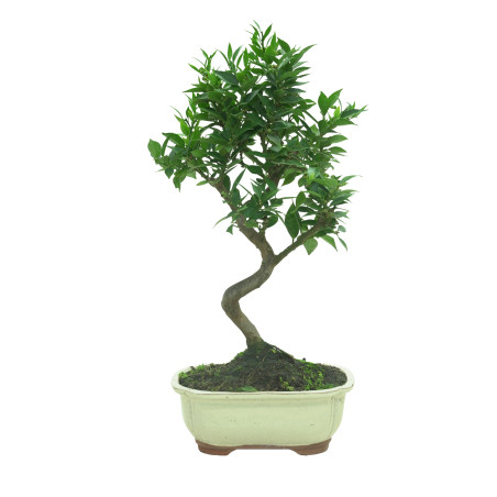 CITRUS MYRTIFOLIA 16575