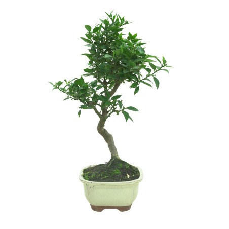 CITRUS MYRTIFOLIA 16575