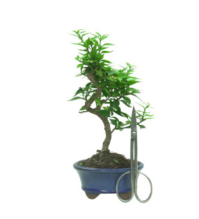 CITRUS MYRTIFOLIA 16574