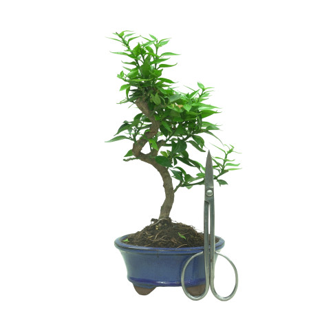CITRUS MYRTIFOLIA 16574