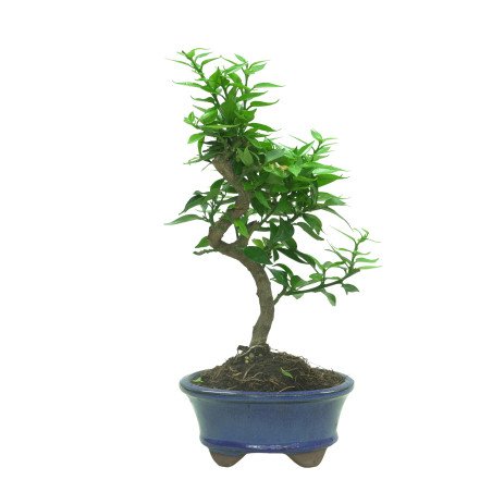 CITRUS MYRTIFOLIA 16574