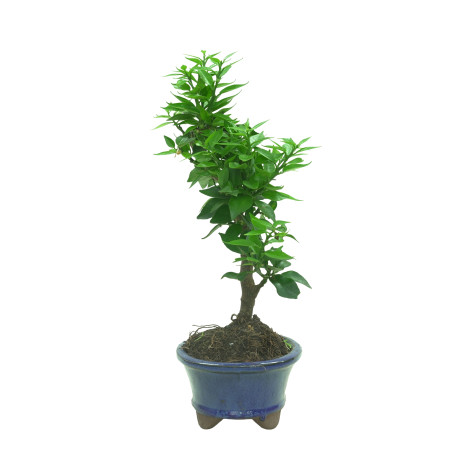 CITRUS MYRTIFOLIA 16574
