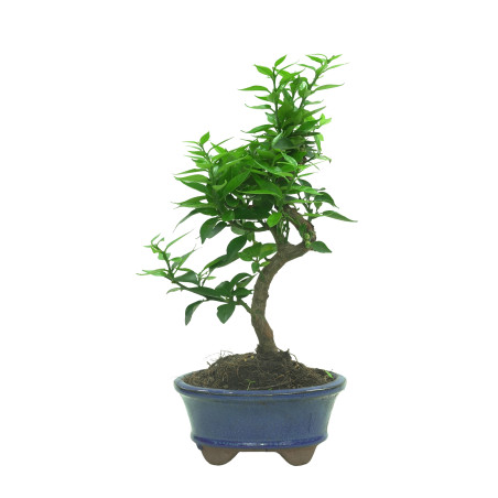 CITRUS MYRTIFOLIA 16574