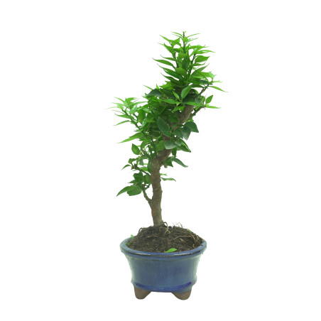 CITRUS MYRTIFOLIA 16574