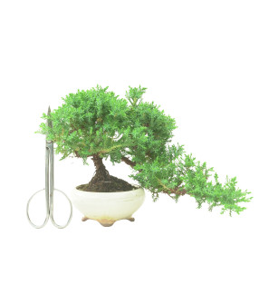 JUNIPERUS PROCUMBENS 16570