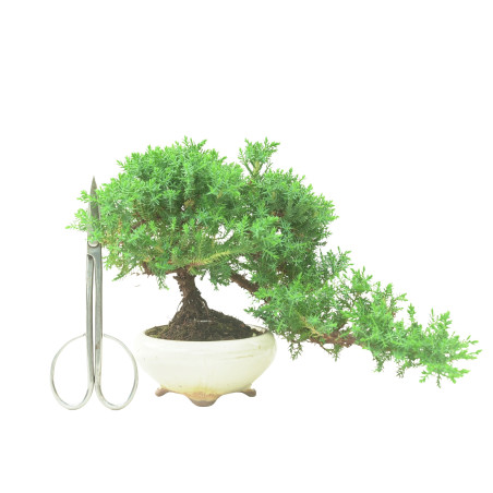 JUNIPERUS PROCUMBENS 16570