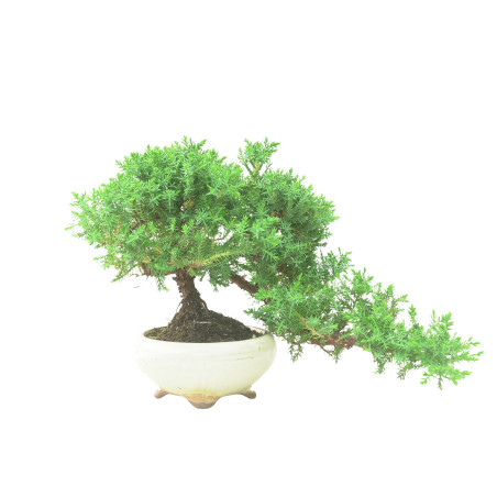 JUNIPERUS PROCUMBENS 16570