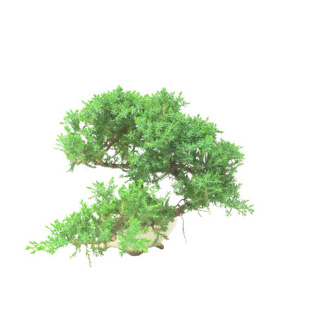 JUNIPERUS PROCUMBENS 16570
