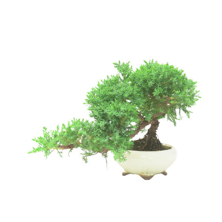 JUNIPERUS PROCUMBENS 16570