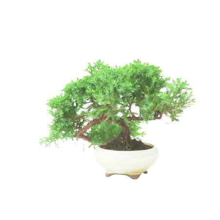 JUNIPERUS PROCUMBENS 16570