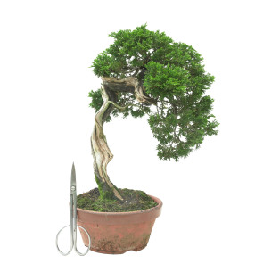 JUNIPERUS SABINA 16581