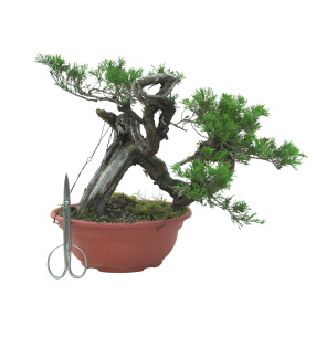 JUNIPERUS SABINA 16583