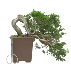 JUNIPERUS SABINA 16584