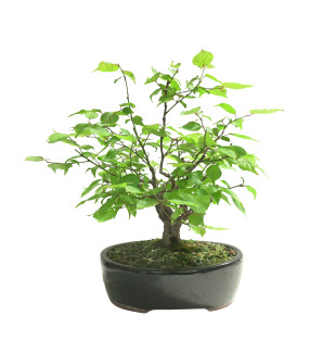 PRUNUS MUME 16586
