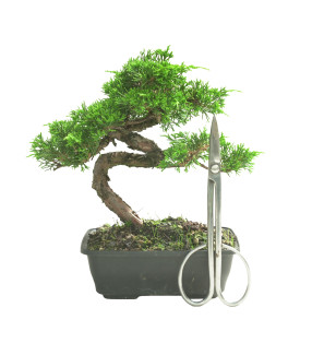 JUNIPERUS ITOIGAWA 16585