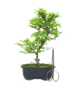 CARPE IB138