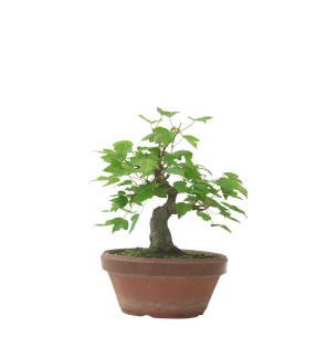 ACER BUERGERIANUM IB231