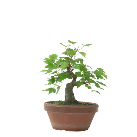ACER BUERGERIANUM IB231