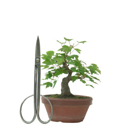 ACER BUERGERIANUM IB231