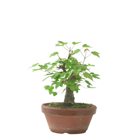 ACER BUERGERIANUM IB231