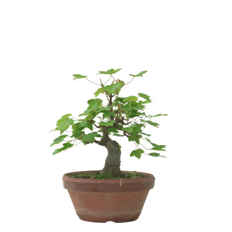 ACER BUERGERIANUM IB231