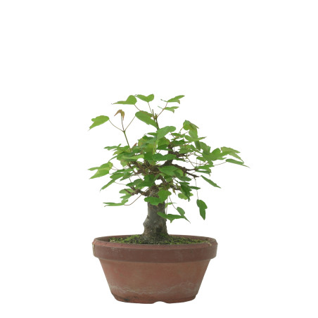 ACER BUERGERIANUM IB231