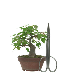 ACER BUERGERIANUM IB229