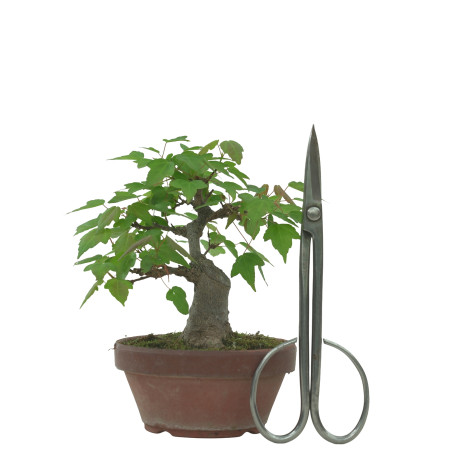 ACER BUERGERIANUM IB229