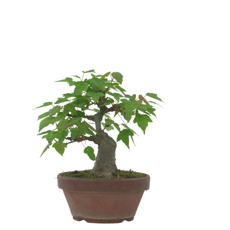ACER BUERGERIANUM IB229