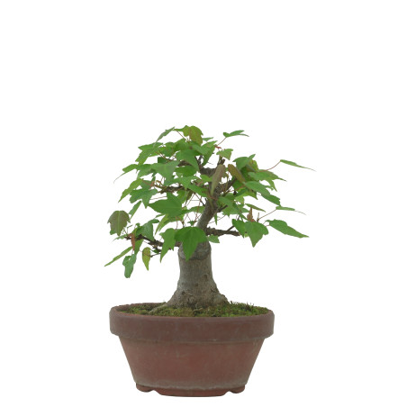 ACER BUERGERIANUM IB229