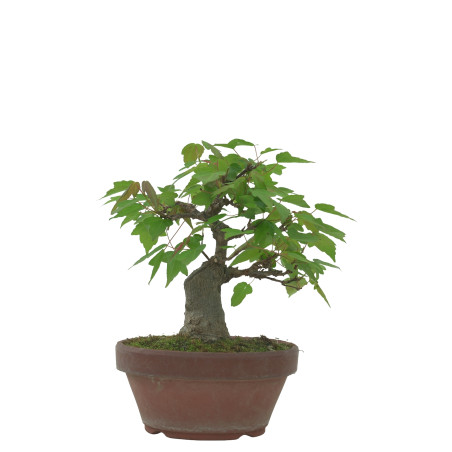ACER BUERGERIANUM IB229
