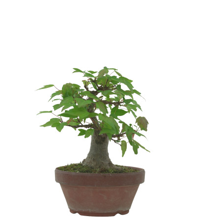 ACER BUERGERIANUM IB229