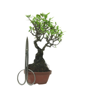 PYRACANTHA IB218