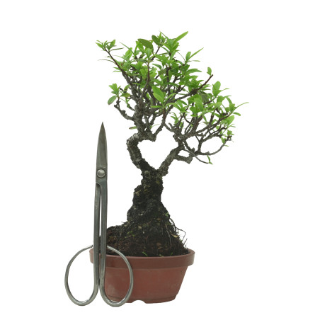 PYRACANTHA IB218