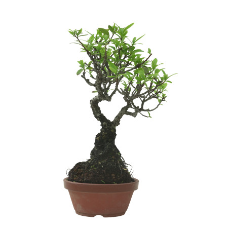 PYRACANTHA IB218