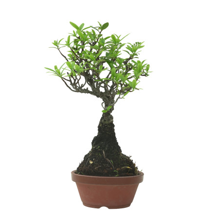 PYRACANTHA IB218