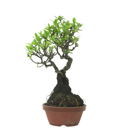 PYRACANTHA IB218