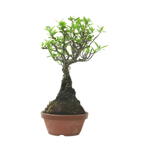 PYRACANTHA IB218