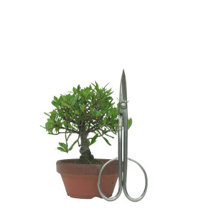 GARDENIA IB76