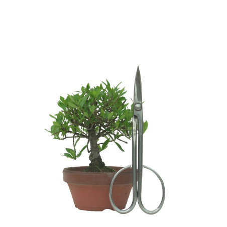 GARDENIA IB76