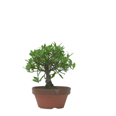 GARDENIA IB76