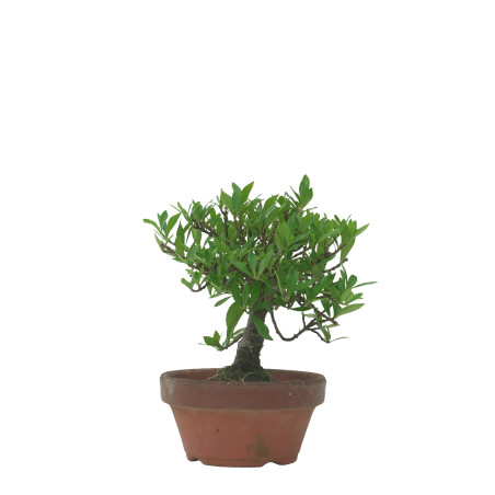 GARDENIA IB76