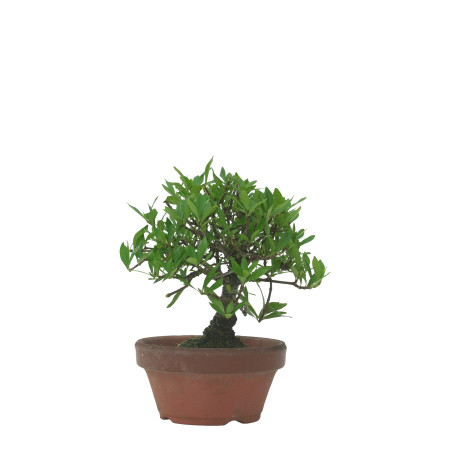 GARDENIA IB76