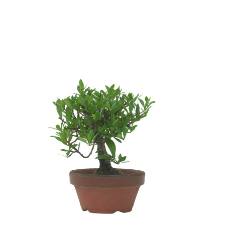 GARDENIA IB76