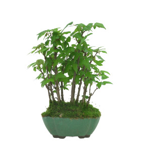 ACER BUERGERIANUM IB94