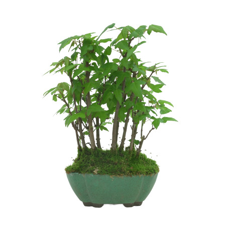ACER BUERGERIANUM IB94