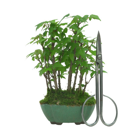 ACER BUERGERIANUM IB94